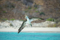 Blue-footed booby (Sula nebouxii) diving into sea, wings outstretched. Cerro Brujo, San Cristobal island, Galapagos.