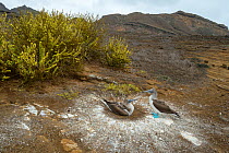 Blue-footed booby (Sula nebouxii), pair at nest. Punta Pitt, San Cristobal Island, Galapagos. April 2016.