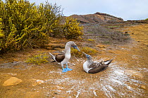 Blue-footed booby (Sula nebouxii), pair looking at each other, at nest. Punta Pitt, San Cristobal Island, Galapagos. April 2016.