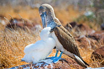 Blue-footed booby (Sula nebouxii), adult with chick. Seymour Island, Galapagos.