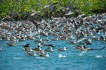 Blue-footed booby (Sula nebouxii), many swimming on surface with others flying overhead. Itabaca Channel, Santa Cruz Island, Galapagos.