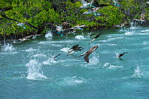 Blue-footed booby (Sula nebouxii), group flying and diving into sea to fish. Itabaca Channel, Santa Cruz Island, Galapagos.