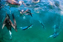 Blue-footed booby (Sula nebouxii), group fishing underwater. Itabaca Channel, Santa Cruz Island, Galapagos.