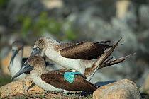 Blue-footed booby (Sula nebouxii), pair copulating. South Coast, Santa Cruz Island, Galapagos.