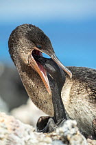 Flightless cormorant (Phalacrocorax harrisi), adult feeding chick. Beagle Crater, Isabela Island, Galapagos.