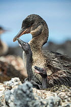 Flightless cormorant (Phalacrocorax harrisi), parent and two chicks. Beagle Crater, Isabela Island, Galapagos.