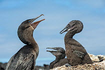 Flightless cormorant (Phalacrocorax harrisi), adult and two chicks. Beagle Crater, Isabela Island, Galapagos.