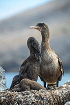 Flightless cormorant (Phalacrocorax harrisi), adult with two chicks at nest. Beagle Crater, Isabela Island, Galapagos.