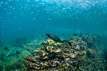 Flightless cormorant (Phalacrocorax harrisi) swimming above sea floor, many fish above. Tagus Cove, Isabela Island, Galapagos. July 2014.