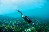 Flightless cormorant (Phalacrocorax harrisi) swimming in coastal waters. Tagus Cove, Isabela Island, Galapagos.
