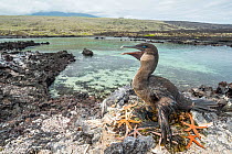 Flightless cormorant (Phalacrocorax harrisi) on nest. Starfish (Asteroidea) nuptial gifts present around nest. Punta Albemarle, Isabela Island, Galapagos. June 2017.