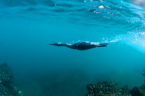 Flightless cormorant (Phalacrocorax harrisi) swimming underwater. Tagus Cove, Isabela Island, Galapagos.