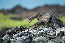 Flightless cormorant (Phalacrocorax harrisi), pair fending off dying Galapagos marine iguana (Amblyrhynchus cristatus). El Nino resulted in starvation of iguanas. Cape Douglas, Fernandina Island, Gala...