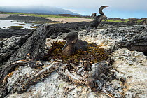 Flightless cormorant (Phalacrocorax harrisi) on nest with another drying wings in background. Galapagos marine iguana (Amblyrhynchus cristatus) carcasses, a result of starvation caused by El Nino, sur...