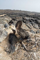 Flightless cormorant (Phalacrocorax harrisi) pair at nest. Galapagos marine iguana (Amblyrhynchus cristatus) carcasses surrounding nest. El Nino resulted in starvation of iguanas. Cape Douglas, Fernan...