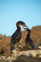Flightless cormorant (Phalacrocorax harrisi), pair billing, at nest. Cape Douglas, Fernandina Island, Galapagos.