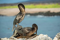 Flightless cormorant (Phalacrocorax harrisi), pair at nest. Cape Douglas, Fernandina Island, Galapagos.