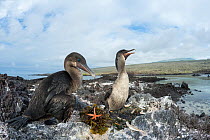 Flightless cormorant (Phalacrocorax harrisi), pair at nest. Nest includes Seaweed, Sea urchins (Echinoidea) and Starfish (Asteroidea). Punta Albemarle, Isabela Island, Galapagos.