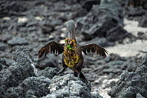 Flightless cormorant (Phalacrocorax harrisi) carrying nesting material across rocks. Punta Albemarle, Isabela Island, Galapagos.