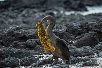 Flightless cormorant (Phalacrocorax harrisi) carrying Seaweed to use as nesting material. Punta Albemarle, Isabela Island, Galapagos
