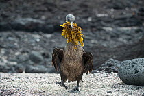 Flightless cormorant (Phalacrocorax harrisi) carrying nesting material on beach. Punta Albemarle, Isabela Island, Galapagos.