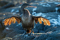 Flightless cormorant (Phalacrocorax harrisi), Punta Espinosa, Fernandina Island, Galapagos