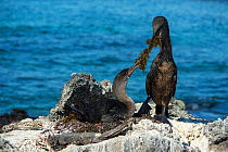 Flightless cormorant (Phalacrocorax harrisi), pair at nest with seaweed in beaks. Carcasses surrounding nest. Cape Douglas, Fernandina Island, Galapagos.