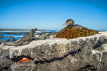 Flightless cormorant (Phalacrocorax harrisi) on nest looking at Galapagos marine iguana (Amblyrhynchus cristatus). Crab on rock below. Cape Douglas, Fernandina Island, Galapagos.