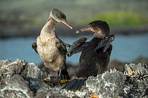 Flightless cormorant (Phalacrocorax harrisi) pair billing with Slate pencil urchins (Eucidaris sp) on rocks below. Punta Albemarle, Isabela Island, Galapagos.