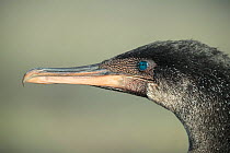 Flightless cormorant (Phalacrocorax harrisi), portrait, close-up of head. Punta Albemarle, Isabela Island, Galapagos.