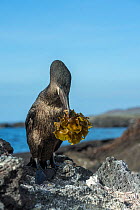 Flightless cormorant (Phalacrocorax harrisi) with nesting material in beak. Punta Albemarle, Isabela Island, Galapagos.
