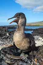 Flightless cormorant (Phalacrocorax harrisi), Punta Albemarle, Isabela Island, Galapagos.