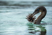 Flightless cormorant (Phalacrocorax harrisi) swimming with Slate pencil urchin (Eucidaris sp) in beak. Punta Albemarle, Isabela Island, Galapagos.