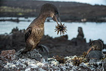 Flightless cormorant (Phalacrocorax harrisi), two on rocks. Bird with Slate pencil urchin (Eucidaris sp) in beak with more Sea urchins below. Other bird sitting on nest. Punta Albemarle, Isabela Islan...