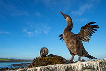 Flightless cormorant (Phalacrocorax harrisi), two on rock. Bird drying wings in foreground with other sitting on nest in background. Cape Douglas, Fernandina Island, Galapagos.