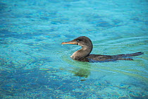 Flightless cormorant (Phalacrocorax harrisi) swimming, Punta Albemarle, Isabela Island, Galapagos