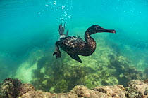 Flightless cormorant (Phalacrocorax harrisi), &#39;Clearwater Bay&#39;, Isabela Island, Galapagos