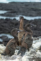 Flightless cormorant (Phalacrocorax harrisi), three on coastal rocks. Clearwater Bay, Isabela Island, Galapagos.