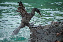 Flightless cormorant (Phalacrocorax harrisi) coming ashore amongst crabs. Clearwater Bay, Isabela Island, Galapagos. Sequence 3 of 3.