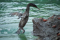 Flightless cormorant (Phalacrocorax harrisi) coming ashore amongst crabs. Clearwater Bay, Isabela Island, Galapagos. Sequence 1 of 3.