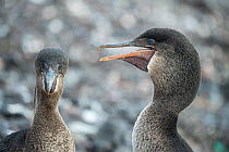 Flightless cormorant (Phalacrocorax harrisi), two looking in different directions. Clearwater Bay, Isabela Island, Galapagos.