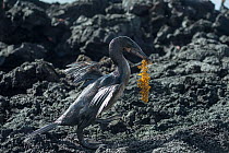 Flightless cormorant (Phalacrocorax harrisi) walking across rocks, carrying nesting material. Punta Gavilanes, Fernandina Island, Galapagos.
