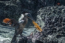 Flightless cormorant (Phalacrocorax harrisi) coming ashore with nesting material, water spray in air. Punta Gavilanes, Fernandina Island, Galapagos.