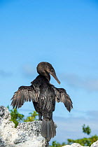 Flightless cormorant (Phalacrocorax harrisi) drying wings whilst standing on rock. Urvina Bay, Isabela Island, Galapagos.
