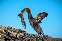 Flightless cormorant (Phalacrocorax harrisi) on rocks with nesting material in beak. Cape Douglas, Fernandina Island, Galapagos.