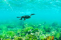 Flightless cormorant (Phalacrocorax harrisi) swimming underwater. Cape Douglas, Fernandina Island, Galapagos.