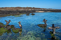 Flightless cormorant (Phalacrocorax harrisi), four on volcanic rocks in sea, three drying wings. Cape Douglas, Fernandina Island, Galapagos. February 2017.