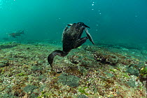 Flightless cormorant (Phalacrocorax harrisi) feeding on sea floor. Tagus Cove, Isabela Island, Galapagos.