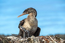 Flightless cormorant (Phalacrocorax harrisi) on nest with two chicks. Base Bolivar, Beagle Crater, Isabela Island, Galapagos.