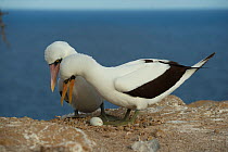 Nazca booby (Sula granti), pair at nest looking down at egg, on cliff edge. Gardner Islet, Floreana Island, Galapagos.